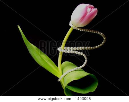 Rosa e perle