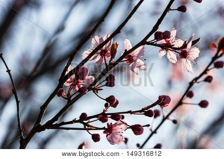 Branch of prunus serrulata japanese cherry in the spring garden.