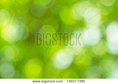 Blurred nature background.Backdrop with color and bright sun light. Summer holidays concept.bokeh background or Christmas background.Green Energy.