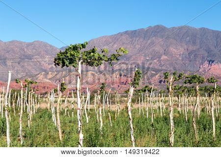 Beautiful vineyard with mountains in the background in Cafayate Region in Argentina