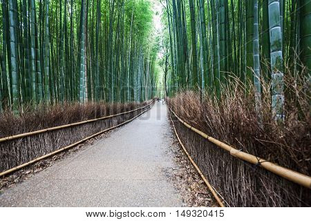 Holiday in Japan - Summer Autumn Transit in Arasiyama Sagano Bamboo, Kyoto