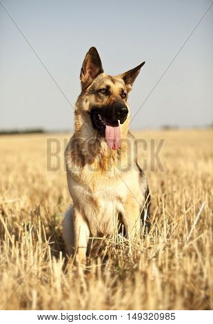 a beautiful German shepherd sitting happily in a field and looks around