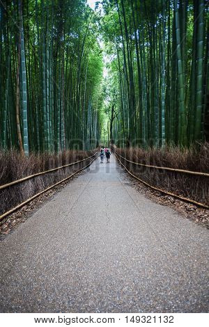 Holiday in Japan - Summer Autumn Transit in Arasiyama Sagano Bamboo, Kyoto