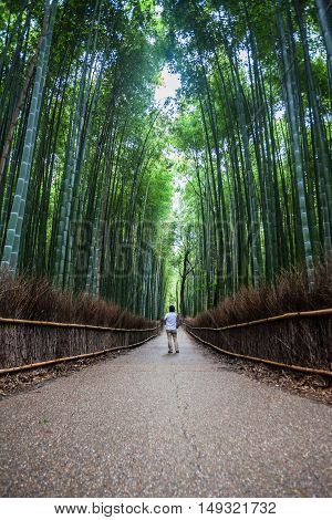 Holiday in Japan - Summer Autumn Transit in Arasiyama Sagano Bamboo, Kyoto
