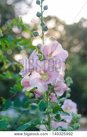 Tender mallow (Malvaceae Alcea Rosea common hollyhock) flowers in a summer garden.