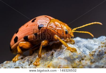 scarab orange beetles on stone floor on black background