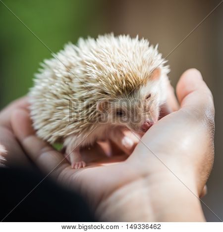 nice and cute sleepy African pygmy hedgehog rolled up in his hand at his breeder cuddling and socializing
