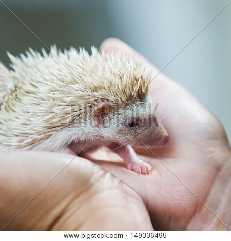 nice and cute sleepy African pygmy hedgehog rolled up in his hand at his breeder cuddling and socializing