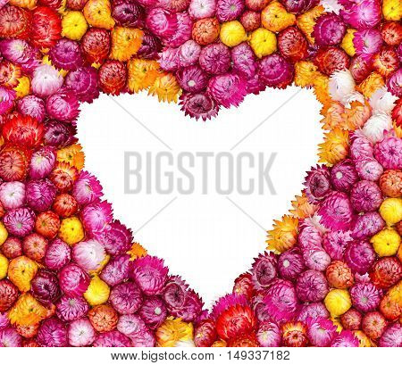 straw flower or everlasting in the market at Thailand(Helichrtsum bracteatum (Vent.) Andr.)