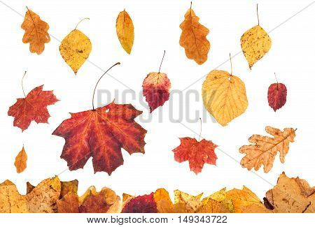 Various Autumn Leaves Falling On Leaf Litter