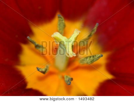Tulip Centre