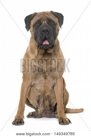 bull mastiff in front of white background