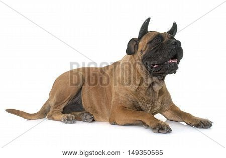 horned bull mastiff in front of white background