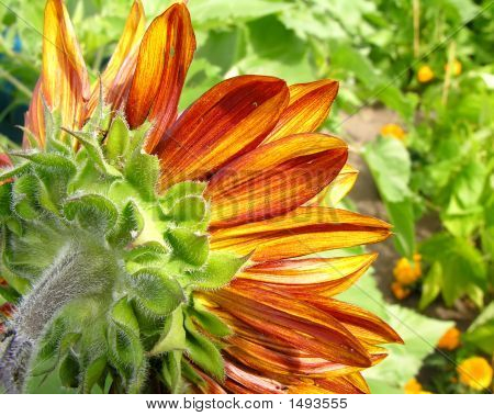 Girasole insolito da dietro