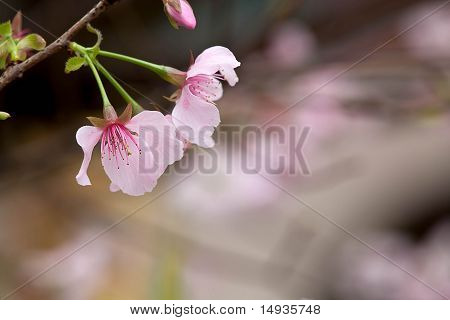 Isolare i fiori di ciliegio con colore sfondo bello