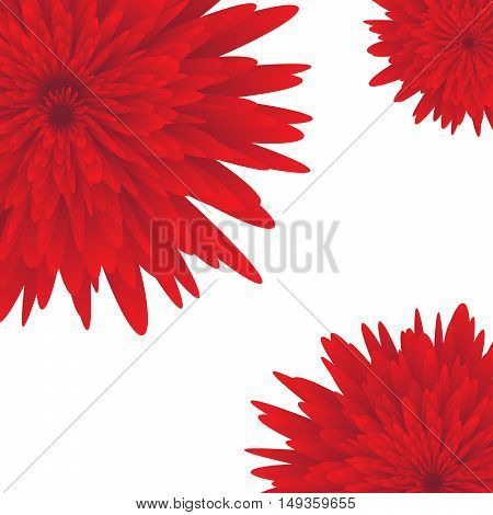 Red aster on white background vector illustration