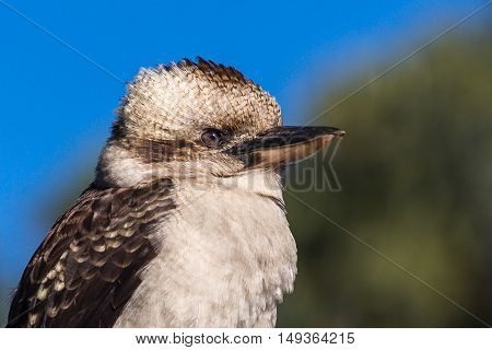 A closeup view showing the head of a kookaburra