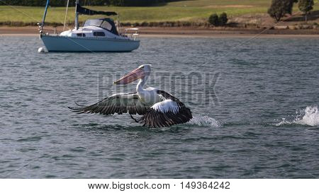 An australian pelican is landing in the water of a harbour. The background shows an anchored boat and coastline.