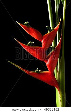 Heliconia Stricta Still Life On Black Background
