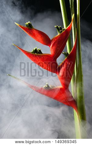 heliconia stricta still life black background beauty red flower decorate close up fog