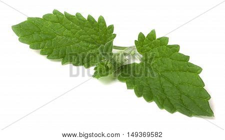 of lemon balm leaf isolated on white background.