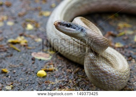 Rat Snake, Orthriophis Taeniurus Ridleyi