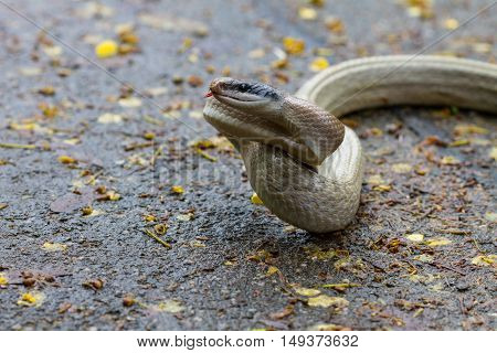 Rat Snake, Orthriophis Taeniurus Ridleyi