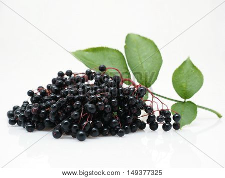 Sambucus nigra - Elderberry on the white background