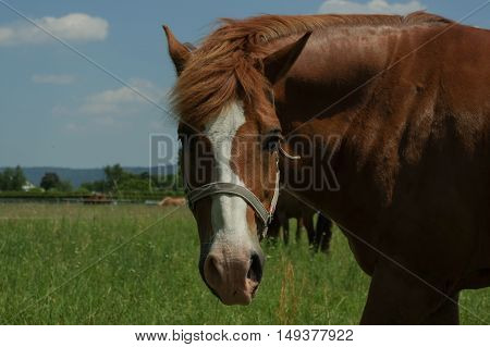 a brown horde standing on the pasture close up part of body