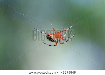 Marbled Orb Weaver Spider female in early fall