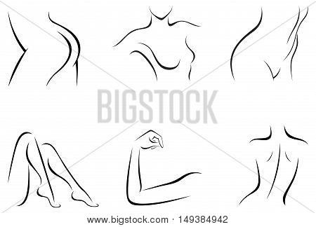 Vector illustration of set of stylized female body parts