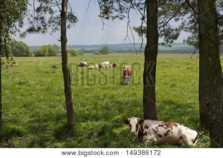 Caws on a farm feeding in a meadow photo