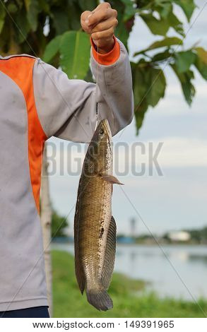 Striped snakehead fish caught by a fisherman / Common snakehead, Chevron snakehead, Striped snakehead / Channa striata