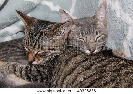 Pair of Tabby Kittens sleeping on a blanket