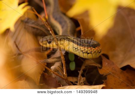 gartner snake framed in fall leaves up-close
