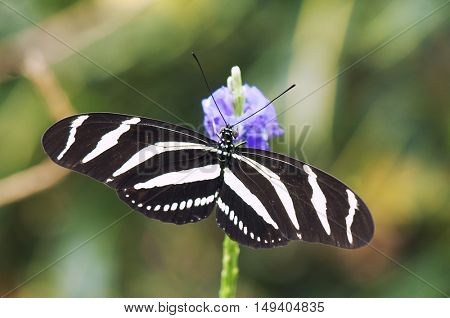 Zebra longwing butterfly (Heliconius charitonia) perching on a flower