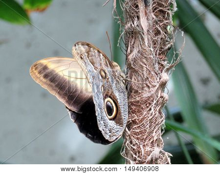 Owl Butterfly in garden of Niagara Falls Ontario 16 July 2016 Canada