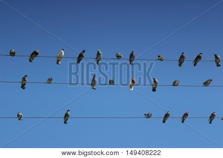 Pigeons resting on a wire, outside a bakery in Torreón Coahuila, México