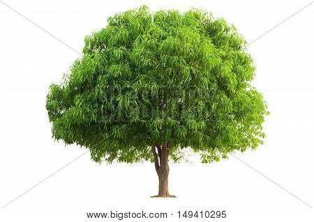 Mango Tree isolated on white background. Tree object for design