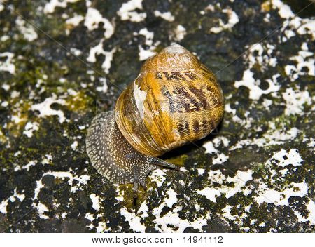 Snail