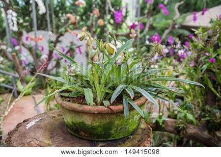 Beautiful baby orchids flower tree. (Paphiopedilum) on pot.