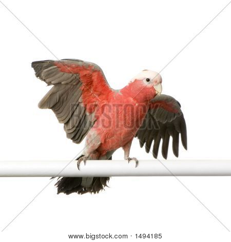 Galah