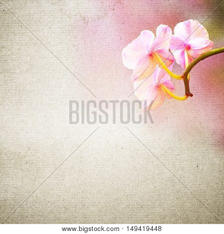 Textured Old Paper Background With Flower