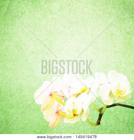 Textured Old Paper Background With Flower
