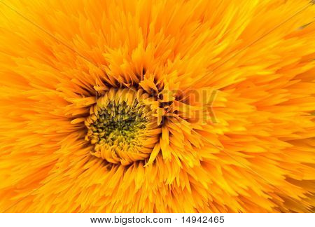 Sonnenblume