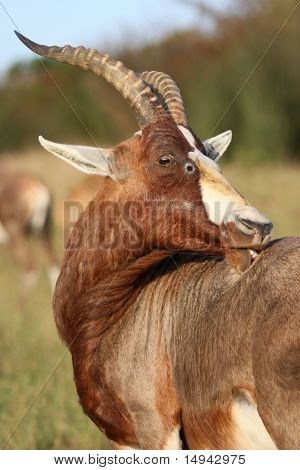 Blesbock Antilope mit Juckreiz