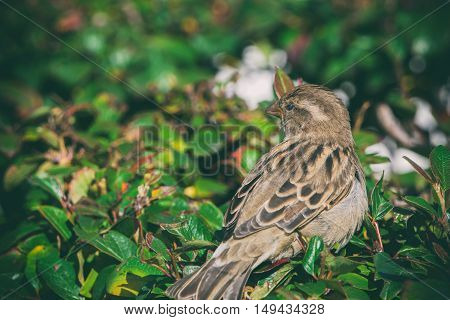 sparrow on sitting in the bushes a sparrow on a branch