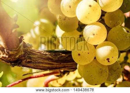Bunch of fresh organic grape on vine branch. Wine making concept