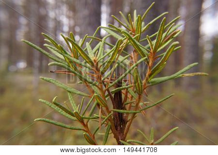 In Rosemary Ledum Pal Stre Growing Swamp,macro Landscape Selective Focus