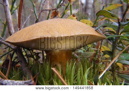 Boletus Lat. Xerocomus Is A Genus Of Edible Mushrooms Tubular